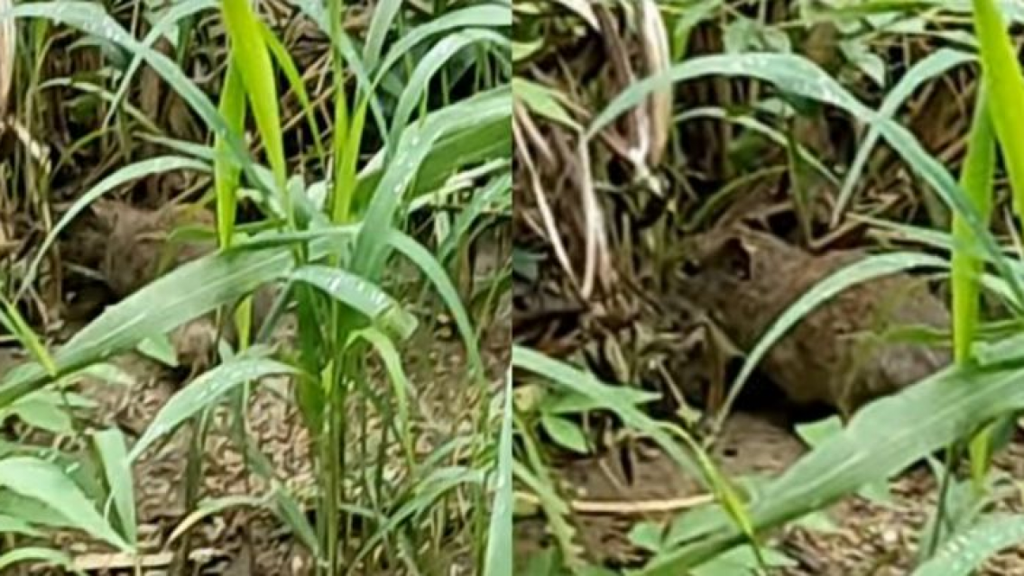 "Yo hago puchero, ella hace puchero", dicen en Salta que tambi�n hay capibaras