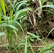 "Yo hago puchero, ella hace puchero", dicen en Salta que también hay capibaras