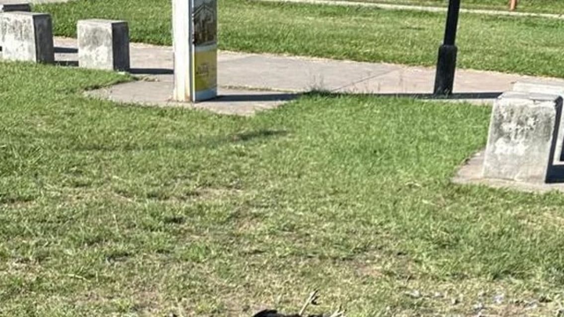 �Veneno para ratas? Detalles de lo que pas� en Ciudad Cultural