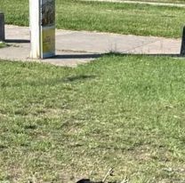 &iquest;Veneno para ratas? Detalles de lo que pas&oacute; en Ciudad Cultural