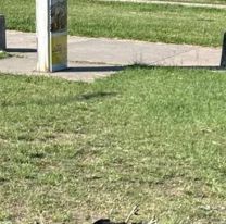 ¿Veneno para ratas? Detalles de lo que pasó en Ciudad Cultural