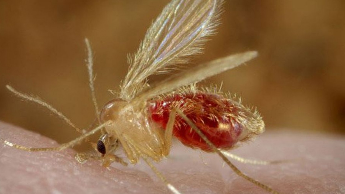 El otro mosquito del que hay que cuidarse, m�s de 10 casos en Jujuy