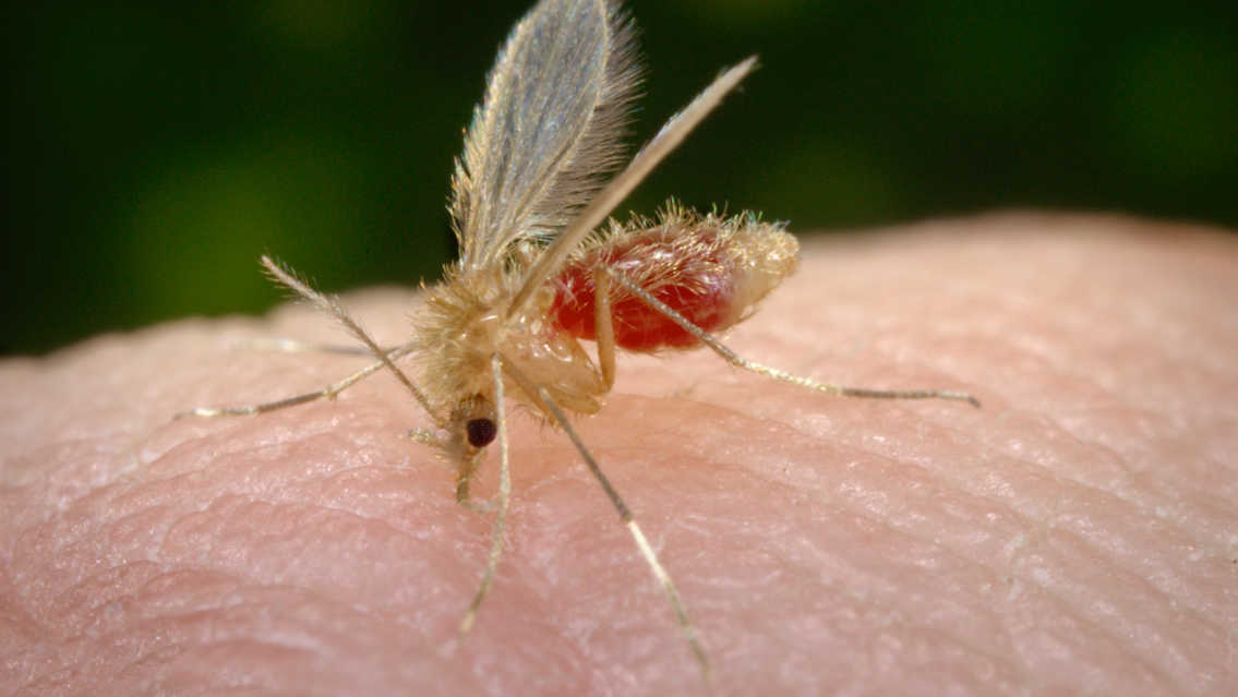 "Peludo y con la panza llena de sangre", así es el mosquito de la Leishmaniasis