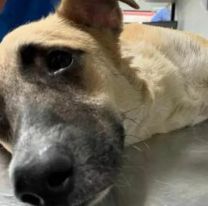  Tres perros brutalmente atacados con hachas y cuchillos en Palpalá