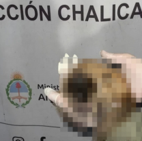 "Estaba vivo": venían de Bolivia, tenían esta criatura y no pasaron el control