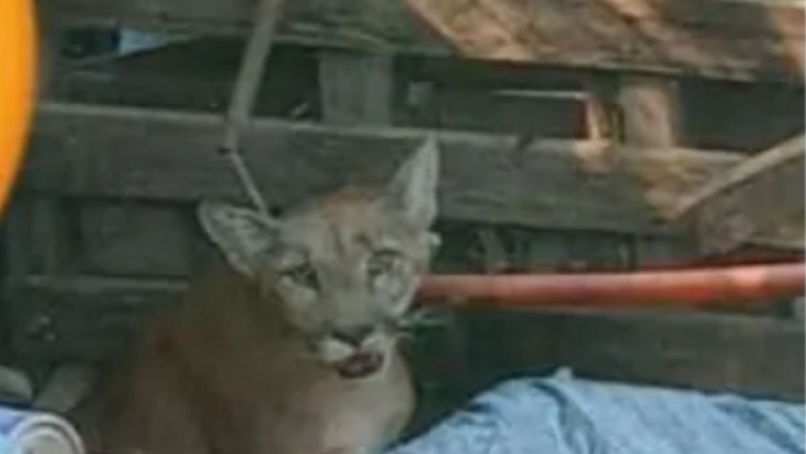 Norteño escuchó ruidos en su casa y al fijarse vio un puma en su patio