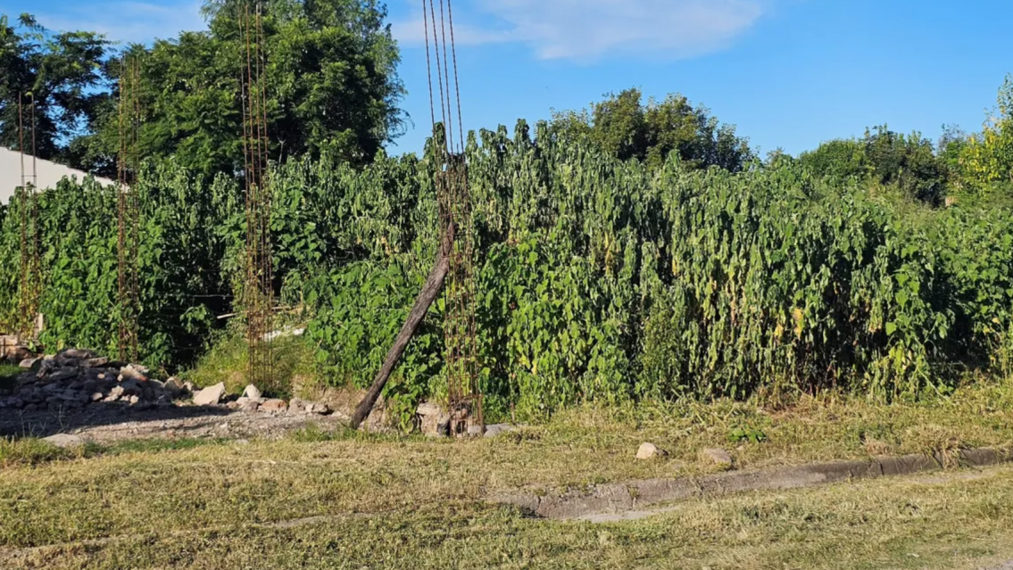 El Carmen: vecinos denuncian que su barrio est� repleto de malezas y delincuentes 