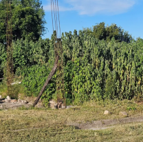 El Carmen: vecinos denuncian que su barrio está repleto de malezas y delincuentes 