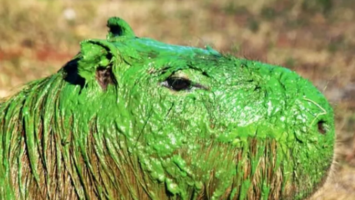 �Qui�n les hizo esto? Indignaci�n por los capibaras "verdes"