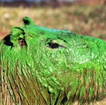 Gran conmoción por los capibaras pintados de verde, ¿qué les pasó?