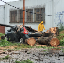 Temporal en Jujuy: un árbol aplastó un auto en el barrio Santa Rosa