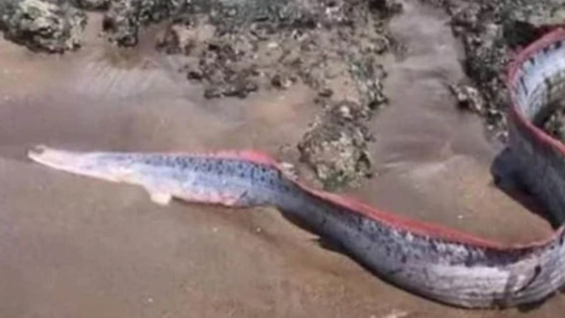 La tremenda criatura que apareció y que podría desatar una catástrofe mundial