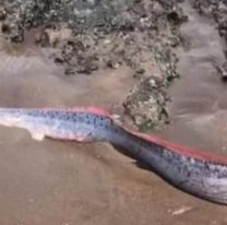 La tremenda criatura que apareció y que podría desatar una catástrofe mundial