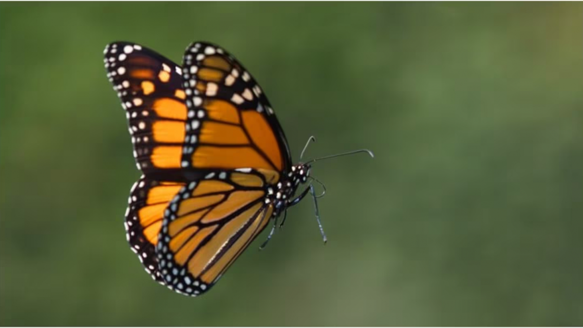 "Mariposa triturada", lo que se inyectan los jóvenes y ponen en riesgo su vida