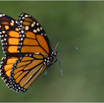 "Mariposa triturada", lo que se inyectan los j&oacute;venes y ponen en riesgo su vida