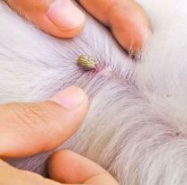 El sencillo truco para eliminar las garrapatas con ingredientes que todos tenemos