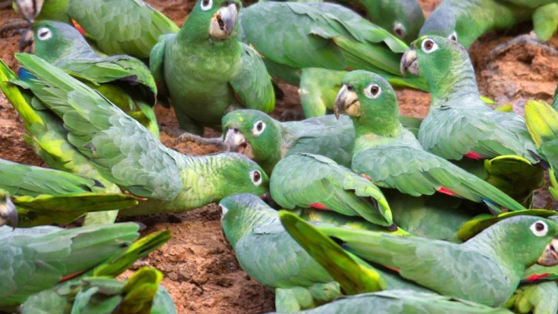 Loros depredadores atacan en bandadas en Jujuy: "son una plaga"