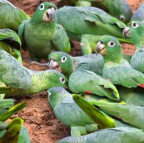 Loros depredadores atacan en bandadas en Jujuy: "son una plaga"