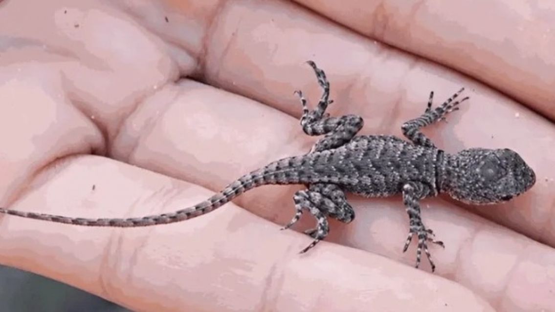 Por qu� aparecen lagartijas en tu casa: ins�lita justificaci�n