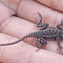 Por qué aparecen lagartijas en tu casa: insólita justificación