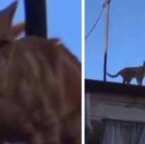 De terror: juje&ntilde;os le tiran &aacute;cido a los gatitos que pasan por su techo 