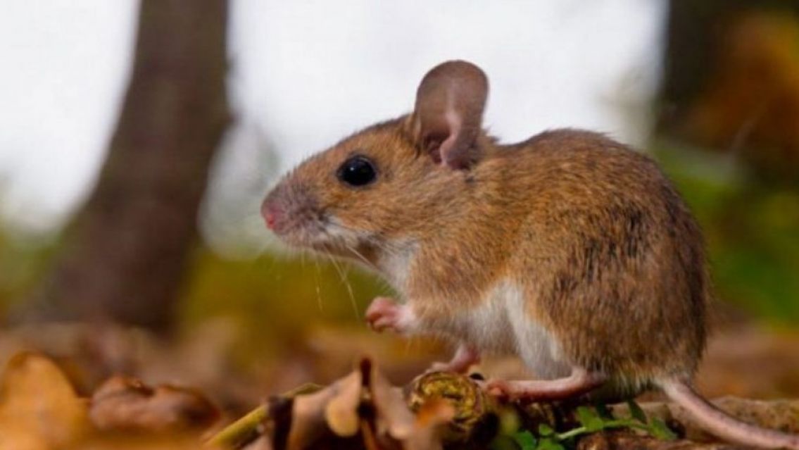 [URGENTE] Falleci� una mujer por hantavirus y hay 24 personas aisladas