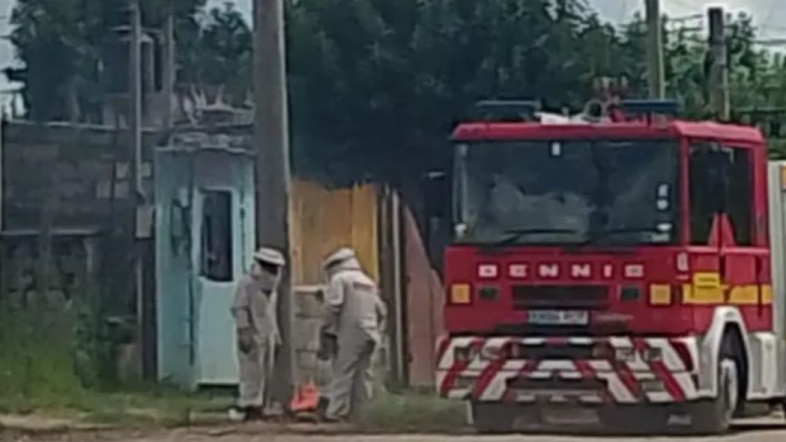 Miles de abejas atacaron a niños en un barrio jujeño: había varios descompensados