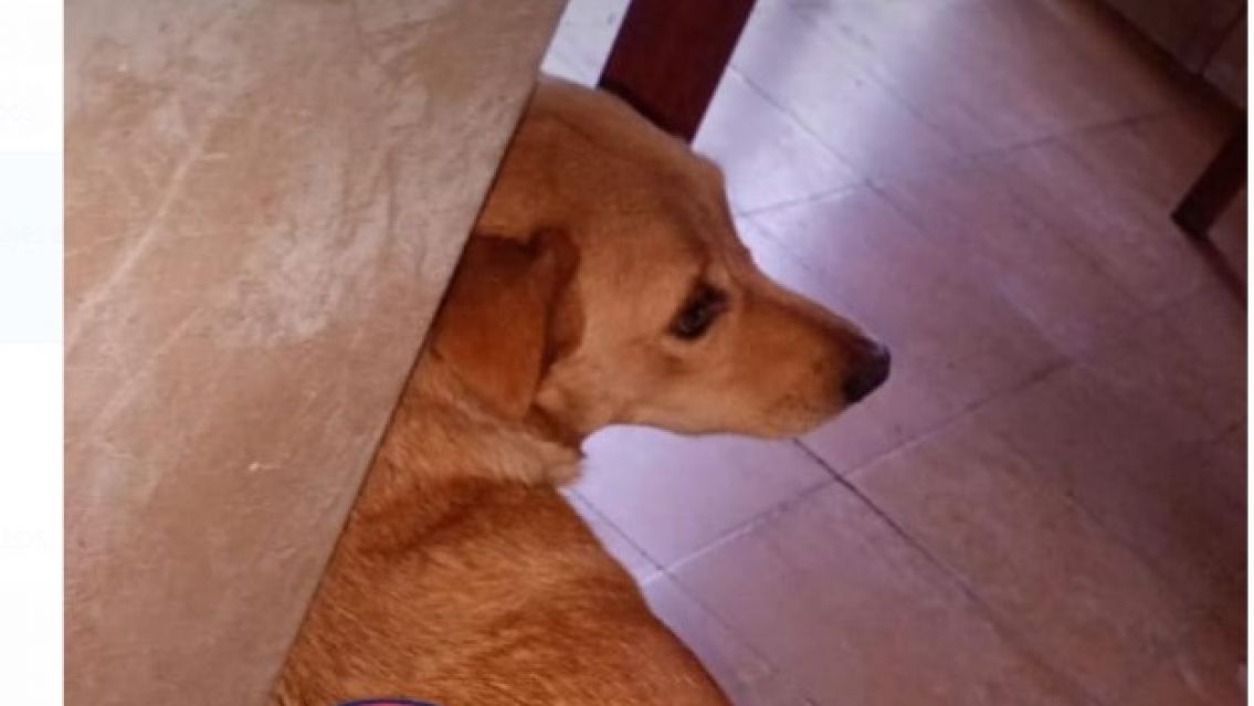 Denuncian brutal agresión a una perra en Palma Sola y la falta de acción judicial
