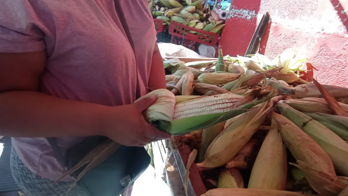 All� est�n haciendo humita: el precio del choclo en Jujuy por las nubes
