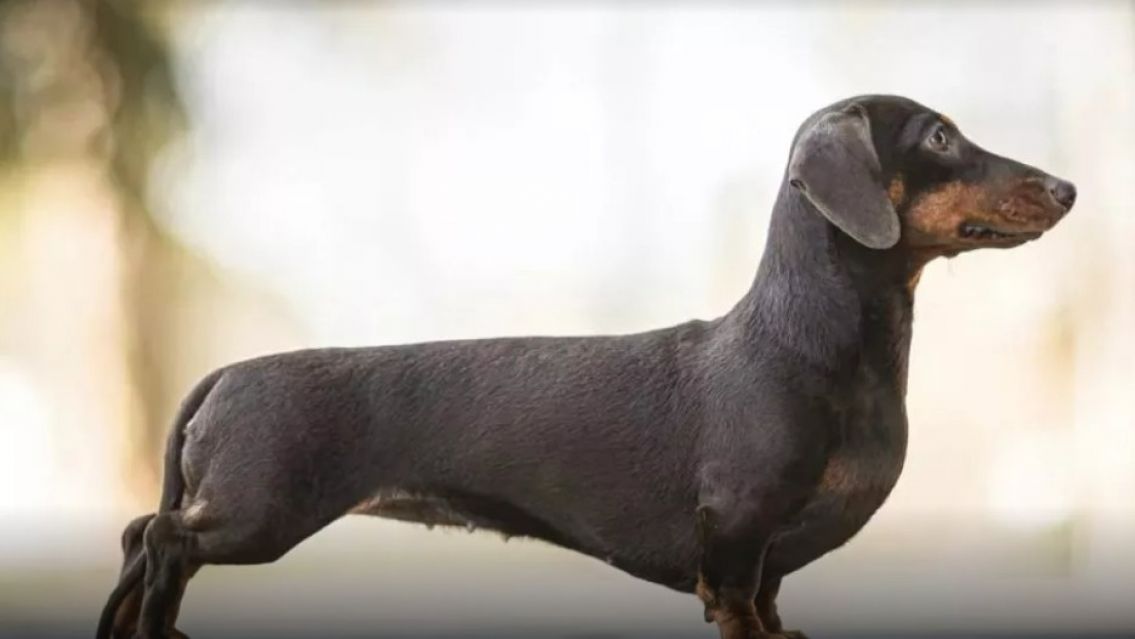 Perro salchicha se puso celoso de un recién nacido y le hizo lo peor en la cuna