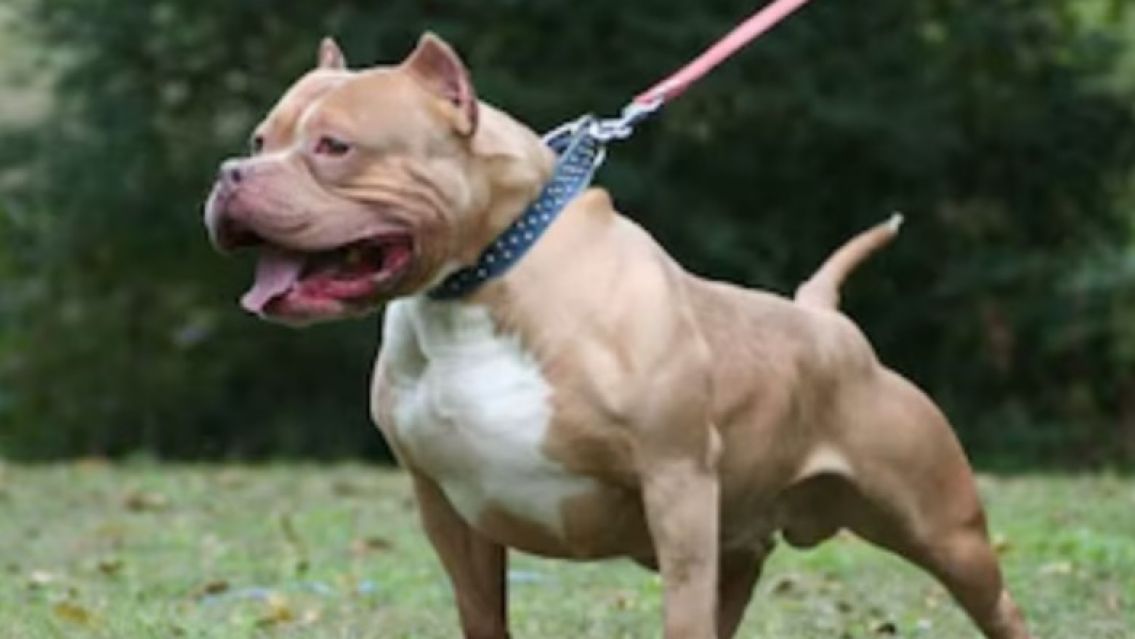 Una mujer embarazada fue atacada brutalmente por su pitbull y está gravemente herida