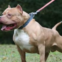 Una mujer embarazada fue atacada brutalmente por su pitbull y est&aacute; gravemente herida