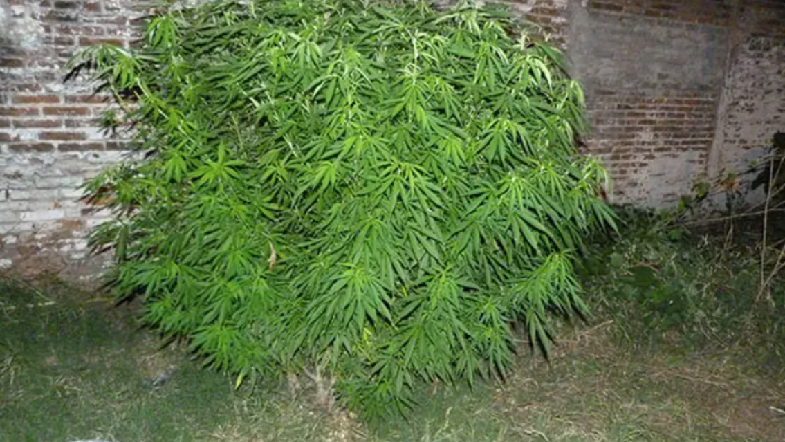 Insólito: plantaron marihuana en un baldío de Jujuy