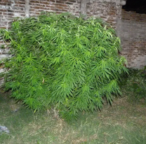 Insólito: plantaron marihuana en un baldío de Jujuy