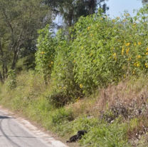 Vecinos atraparon a un hombre que trató de secuestrar a una nena: "Ya sé dónde viven"