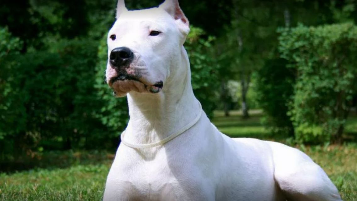 Gritos y tensión: un dogo atacó violentamente a un changuito