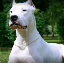 Gritos y tensión: un dogo atacó violentamente a un changuito