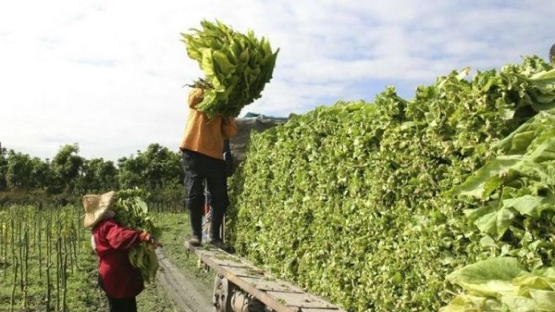 Jujuy: definieron el nuevo precio del tabaco para la campa�a 2025