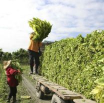 Crecen las quejas de tabacaleros en Jujuy por atrasos en los pagos