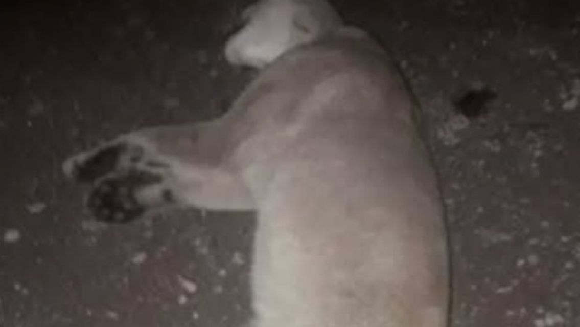 Juje�o mat� a 2 cachorros de puma por miedo a que lastimen a sus mascostas