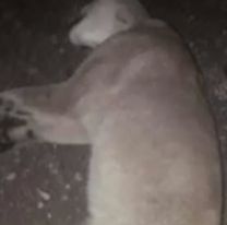 Jujeño mató a 2 cachorros de puma por miedo a que lastimen a sus mascostas