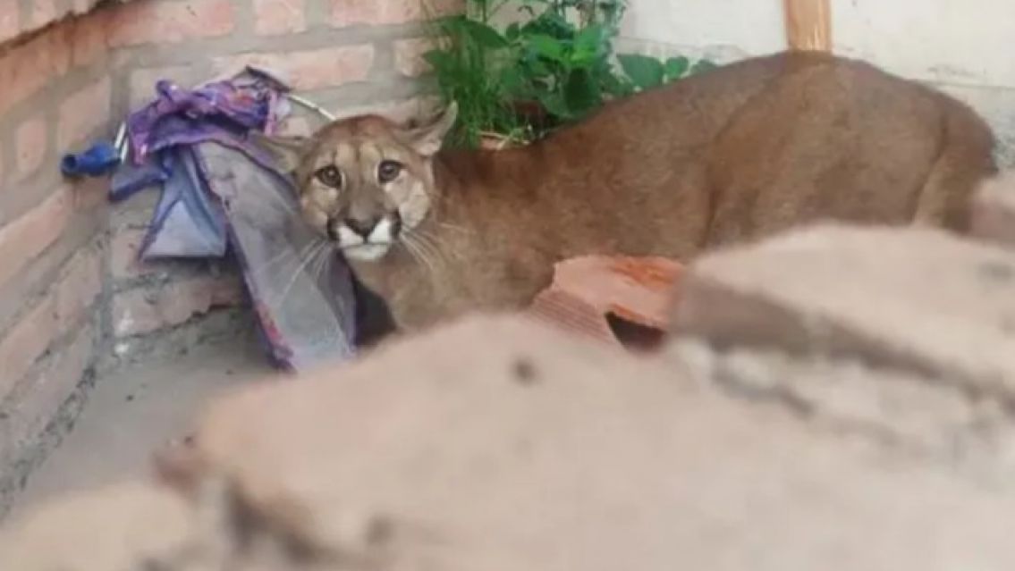 Juje�o mat� un puma en Alto Comedero y ya fue identificado