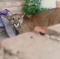 Jujeño mató un puma en Alto Comedero y ya fue identificado