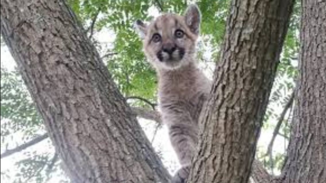 Juje�o mat� a palazos a un cachorro de puma y solo ser� multado 