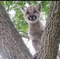 Juje&ntilde;o mat&oacute; a palazos a un cachorro de puma y solo ser&aacute; multado 