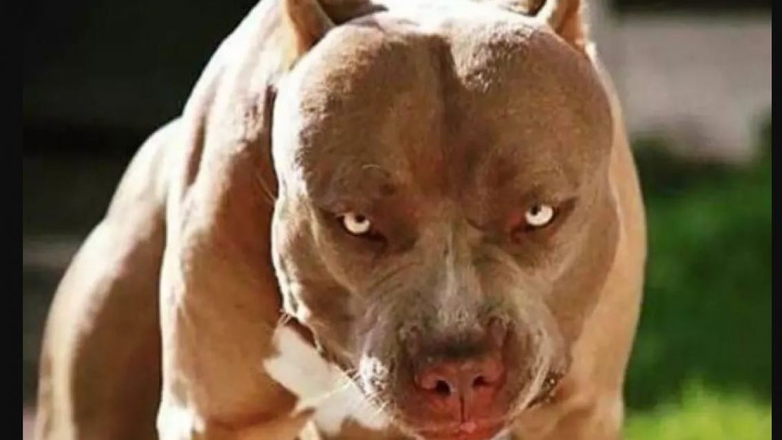 Otra vez un pitbull: mató a una bebé delante de su mamá y su abuelo