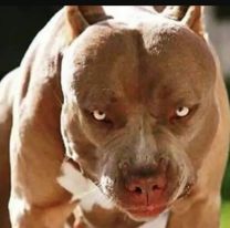 Otra vez un pitbull: mató a una bebé delante de su mamá y su abuelo