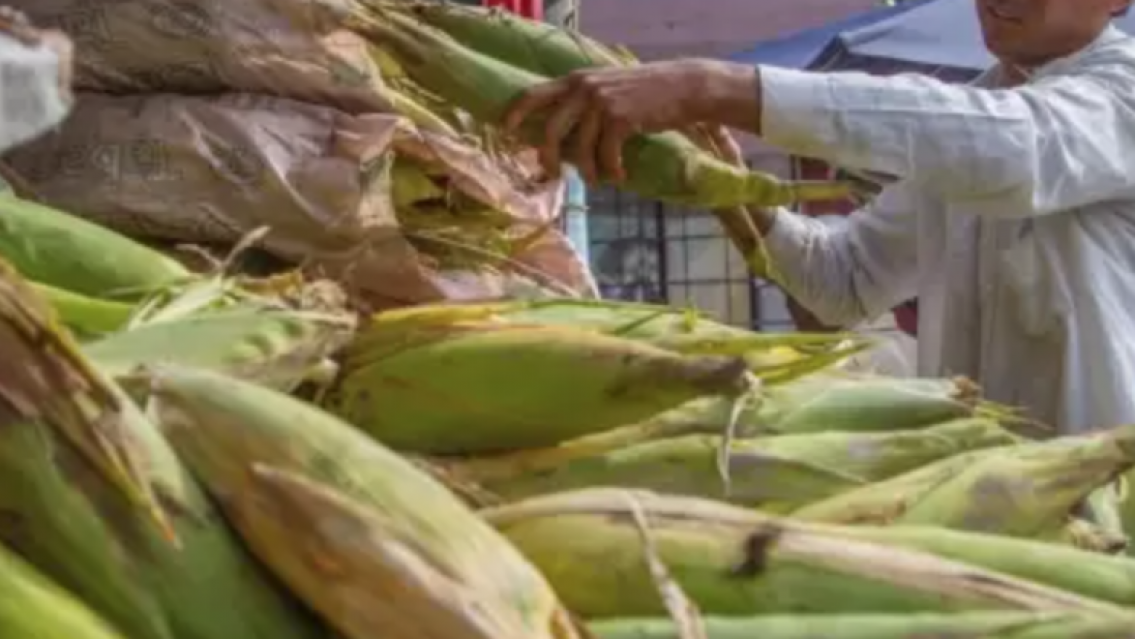 Semana Santa en Jujuy: el choclo es el más buscado ¿cuánto cuesta?