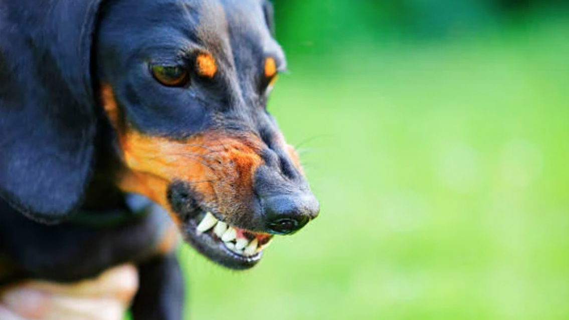 Ins�lito: un perro salchicha mat� a 29 gallinas en Palpal�