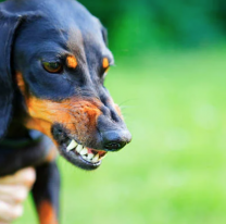 Insólito: un perro salchicha mató a 29 gallinas en Palpalá